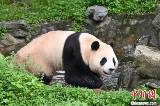 水辺で遊ぶパンダの「福宝」（7月20日撮影・安源）。