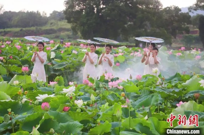 伝統衣装を着た女性が蓮池の周りを歩く華やかなショー（撮影・熊錦陽）。