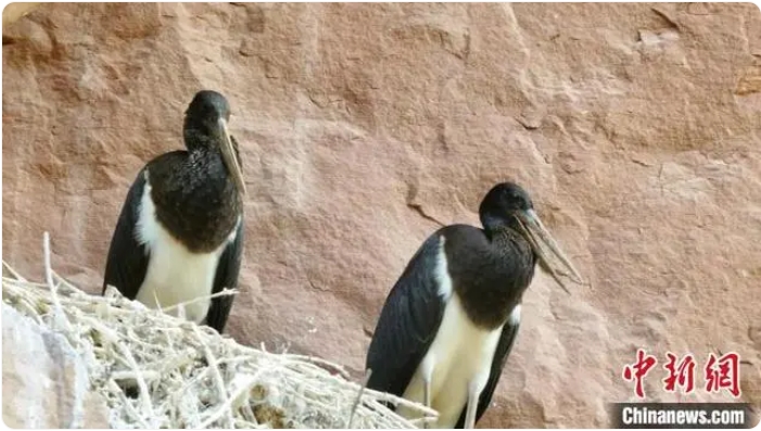 陝西省甘泉県で営巣している「鳥類のパンダ」ナベコウを初確認