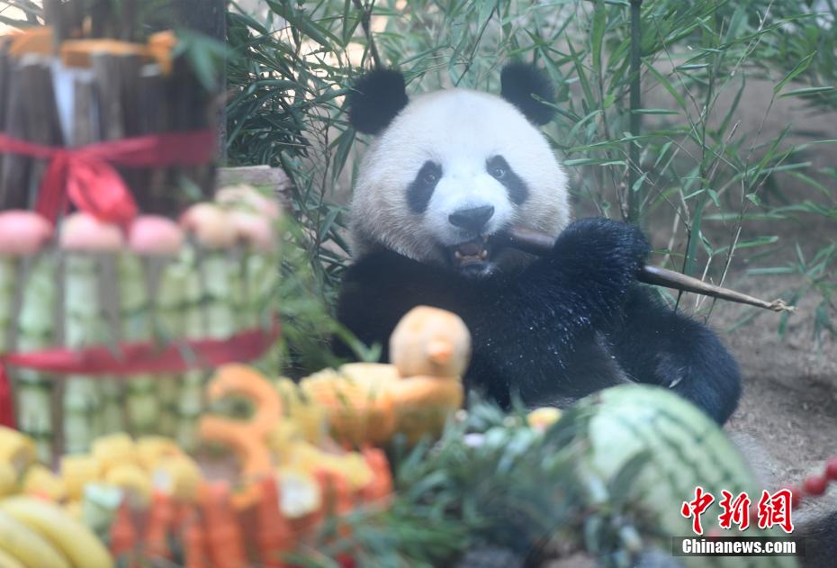 重慶の動物園がパンダ3頭の誕生日パーティー　ご当地グルメでお祝い