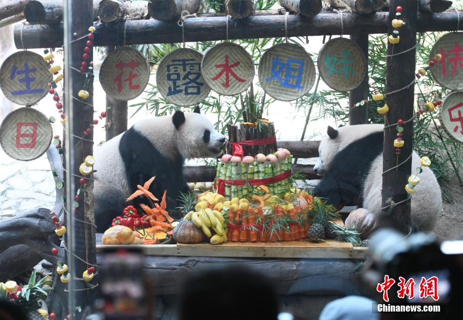 重慶の動物園がパンダ3頭の誕生日パーティー　ご当地グルメでお祝い