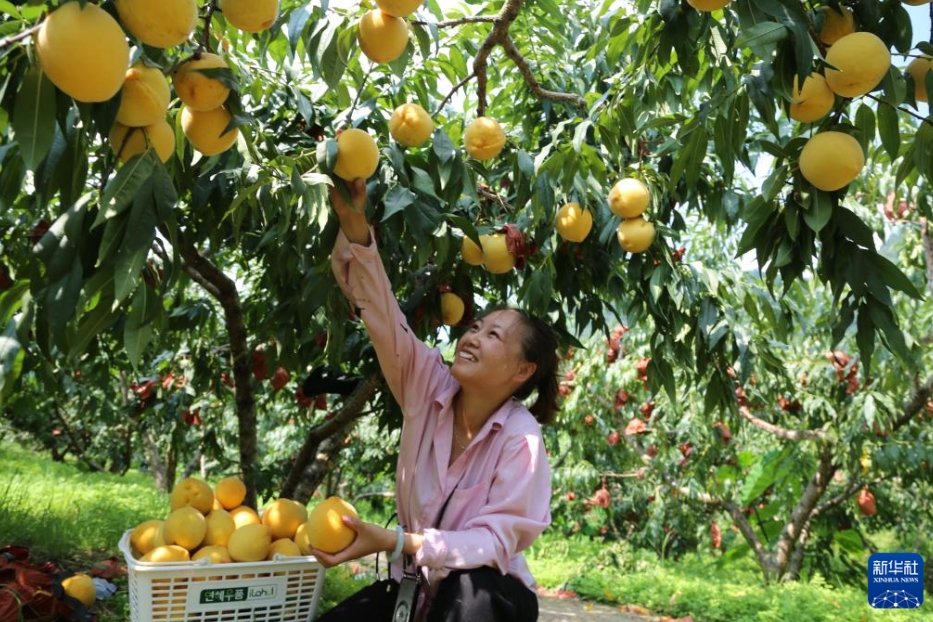 色鮮やかな夏の収穫