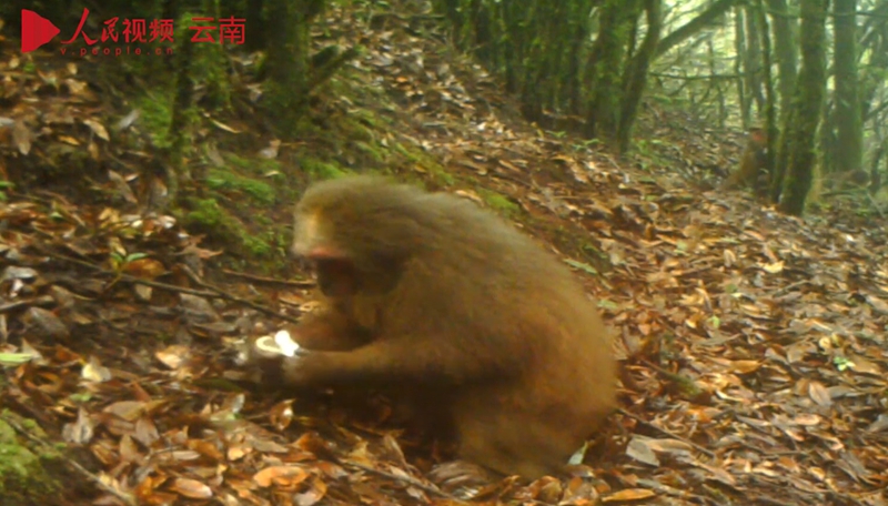 【音声ニュース】野生動物もキノコがお好き？赤外線カメラにキノコを食べる野生動物の姿