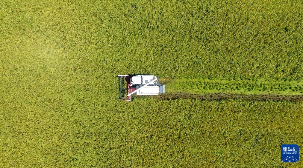 無人農場で再生稲栽培の一期目の収穫量測定を実施　湖南省益陽