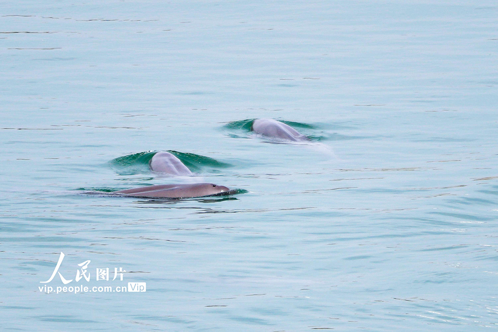 【音声ニュース】長江流域の水生生物資源は全体的に回復傾向