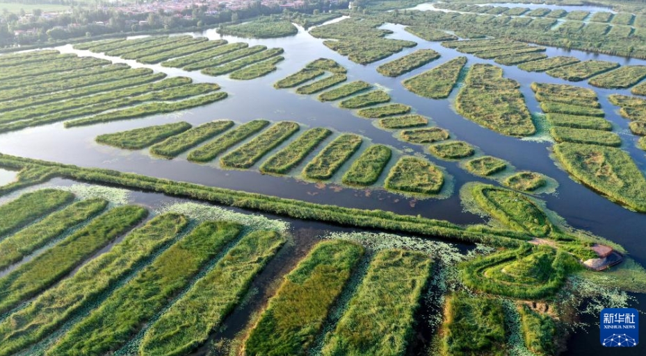 雄安新区の唐河入淀口湿地を訪ねて　河北省