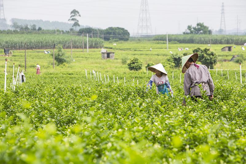 広西壮 (チワン）族自治州横州市で生産されているジャスミンの花（画像著作権はCFP視覚中国所有のため転載禁止）