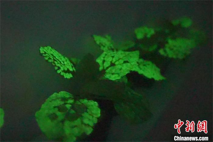 【音声ニュース】植物も「常夜灯」に？　中国の科学研究チームが植物の発光に成功