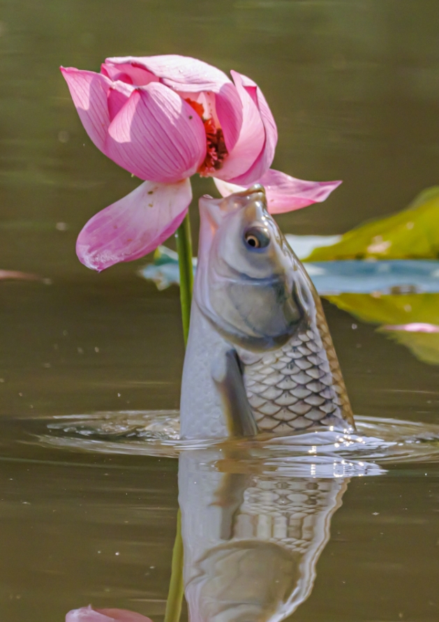 グルメな魚はハスの花を食べる？　湖北省