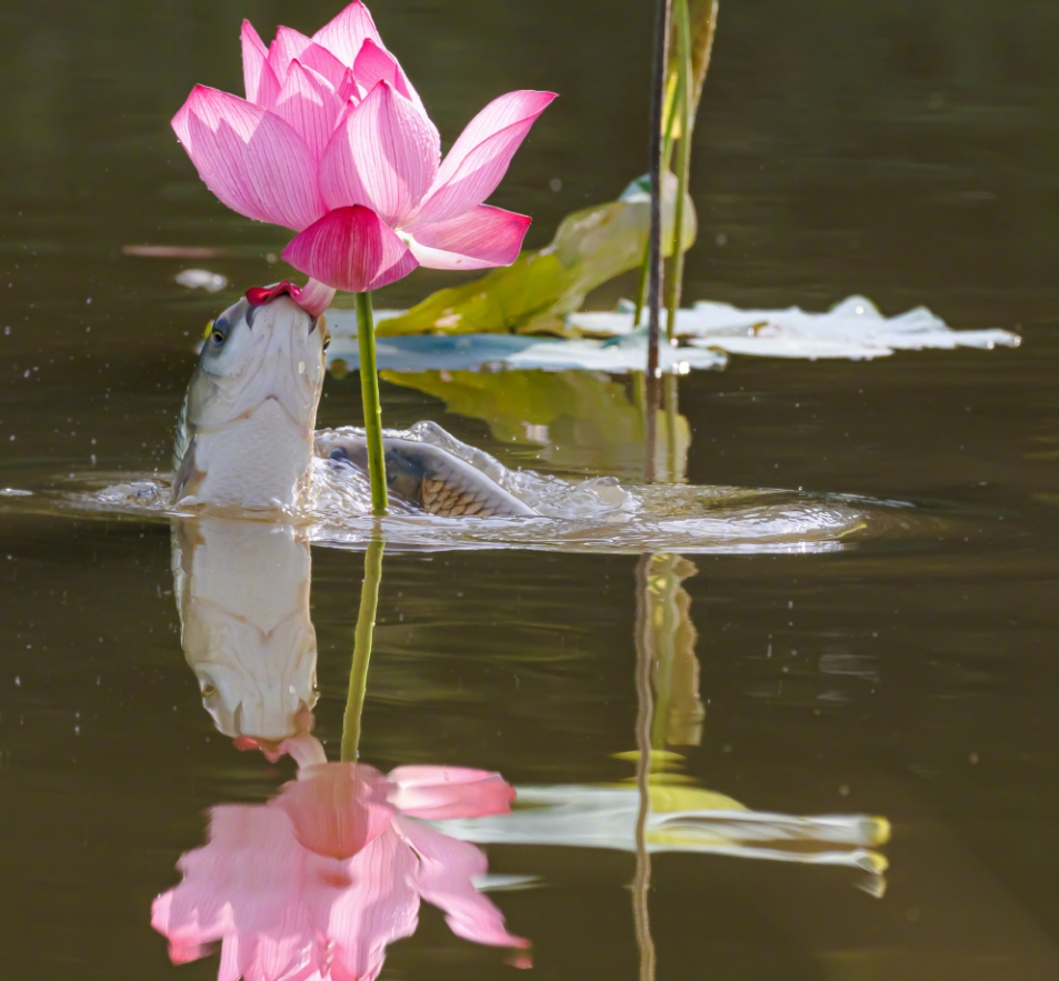 グルメな魚はハスの花を食べる？　湖北省