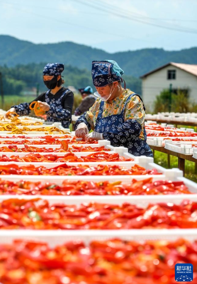 カラフルな天日干し「晒秋」　江西省銅鼓