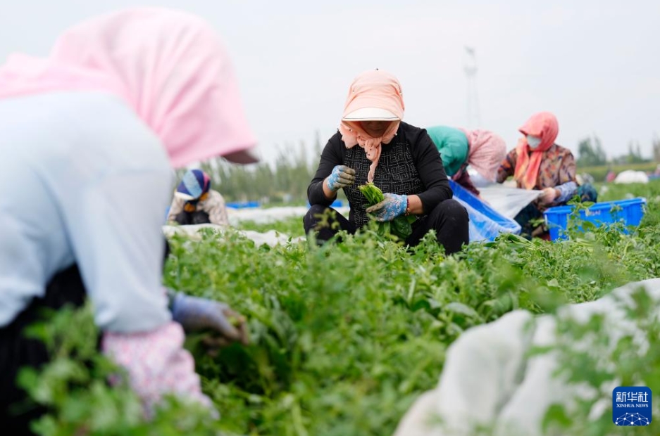 高冷地野菜の出荷最盛期に　寧夏・固原