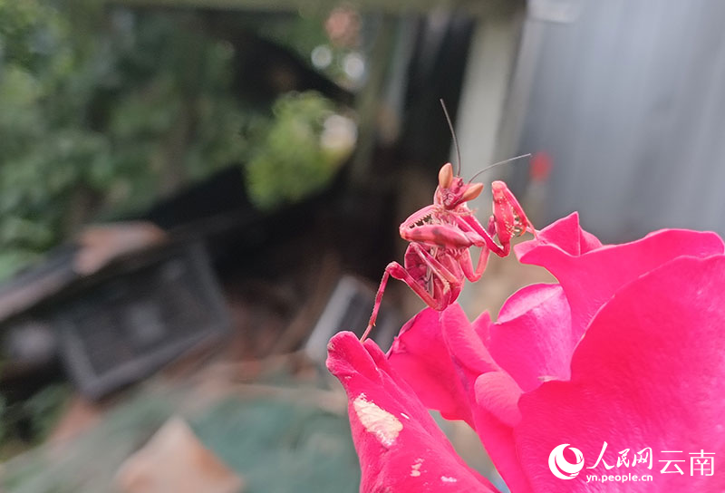 【音声ニュース】 雲南・寧洱で赤いカマキリを確認