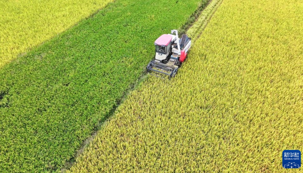 黄金色の秋到来、中国各地で進む収穫作業