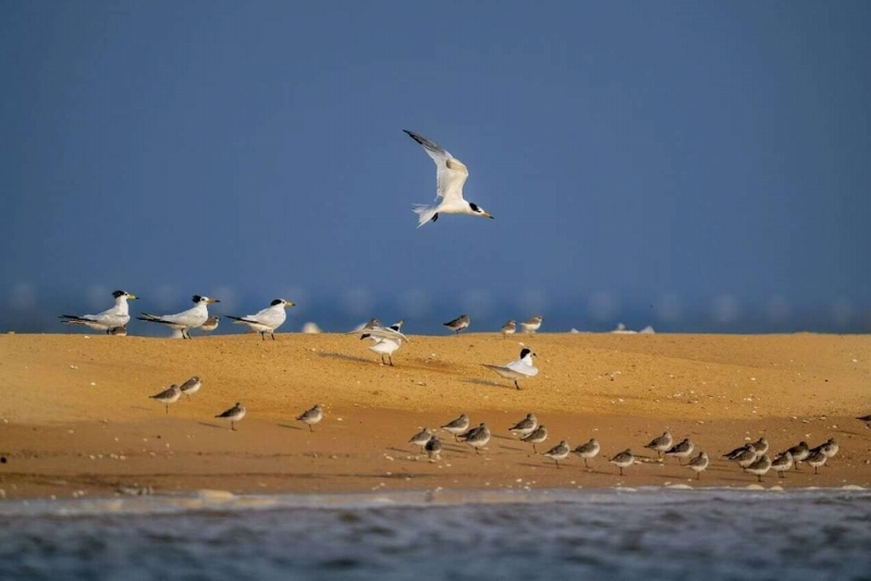 日照市の劉家湾赶海園で採餌するヒガシシナアジサシ（撮影・秦立平）。