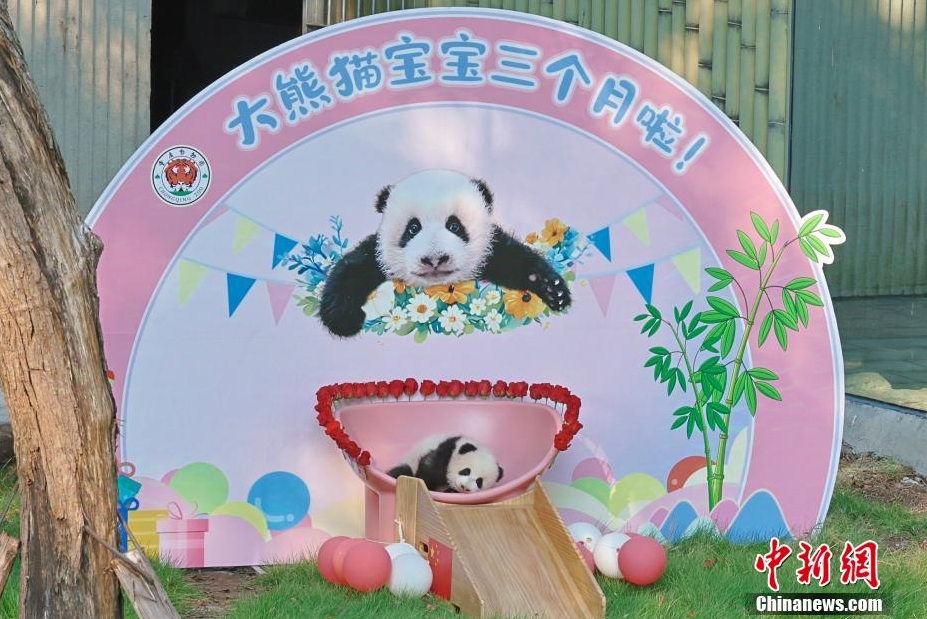 重慶動物園でパンダの赤ちゃんが一般公開