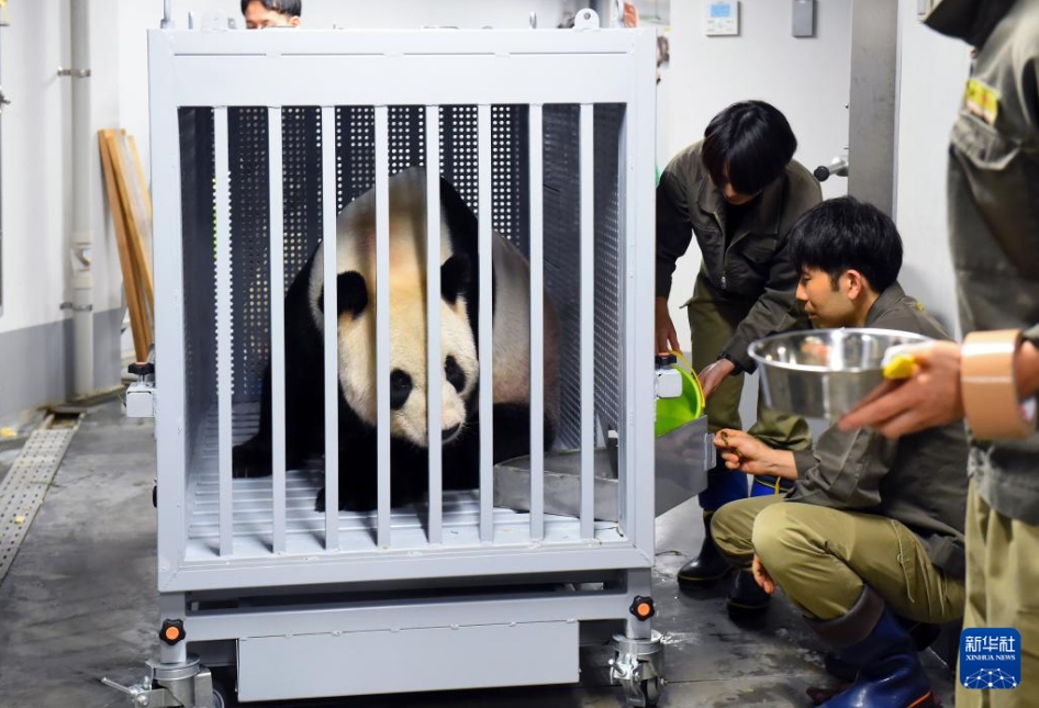 9月29日、東京の上野動物園で、輸送用の檻に入れられたパンダの「比力」（写真提供・東京動物園協会）。