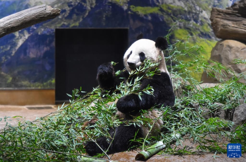 上野動物園のパンダ「比力」と「仙女」が中国に帰国