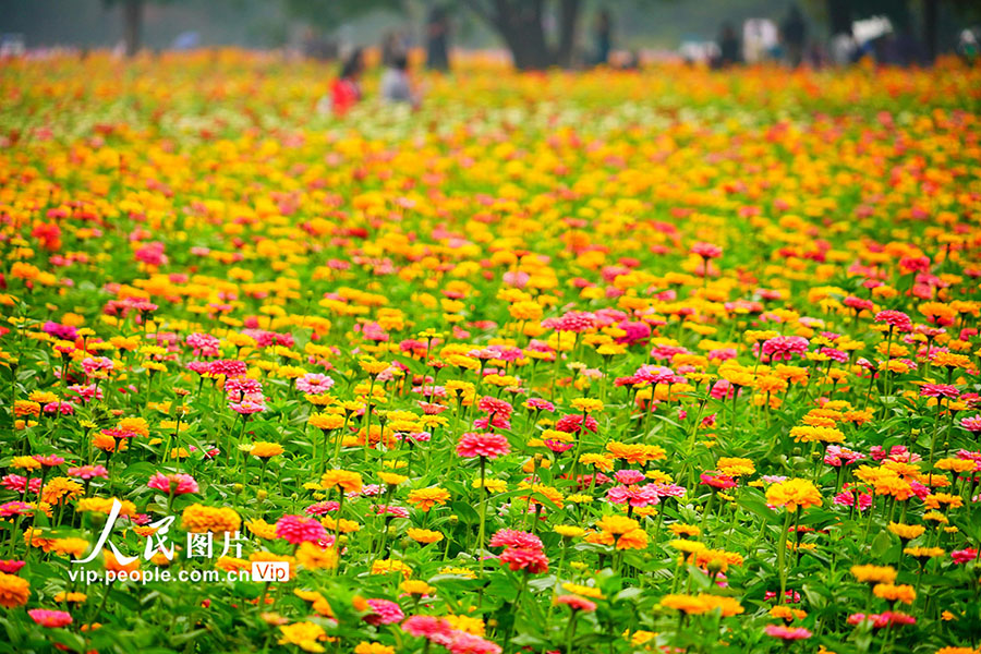 人々を魅了するオリンピック森林公園の秋景色　北京