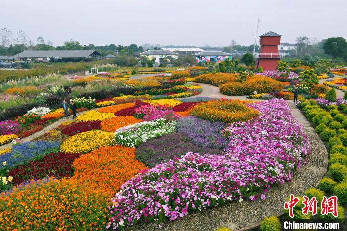 美しく咲き乱れる秋の花々　湖北省枝江