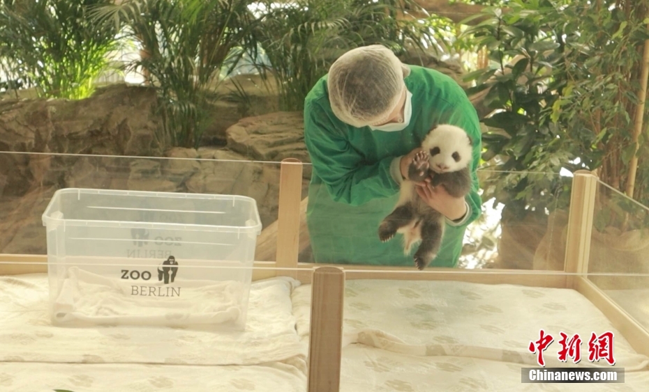 ベルリン動物園の双子の赤ちゃんパンダが16日から交代制で一般公開へ