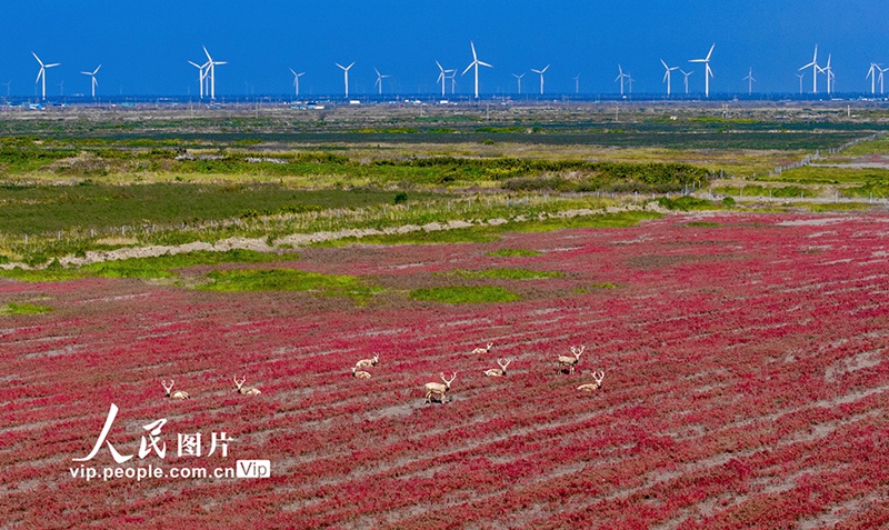 秋の湿地が織りなす美しい景色　江蘇省東台