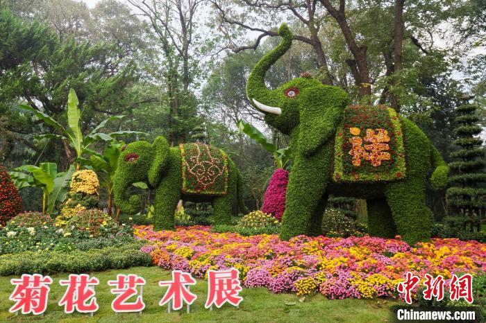 杭州植物園で菊花展が開幕、多彩な品種で表現する園芸の魅力　浙江省杭州