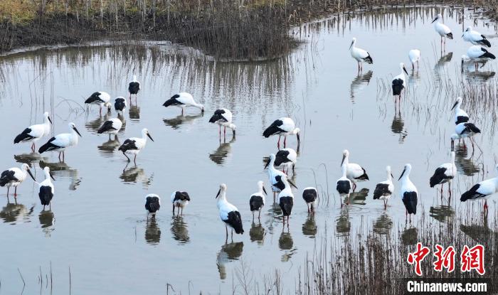 吉林省蛟河市に飛来し、採餌するコウノトリの群れ。撮影・田宇