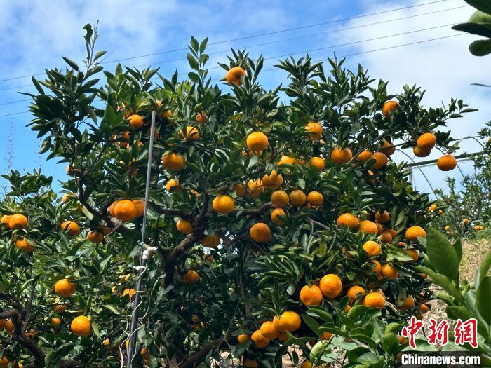 枝にたわわに実った湧泉ミカン（撮影・蒋栄良）