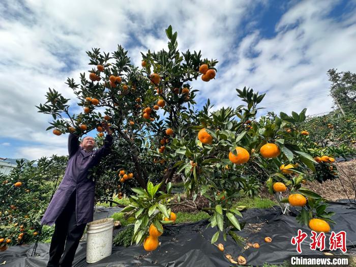 「中国種なしミカンの里」で収穫・販売ピーク　浙江省