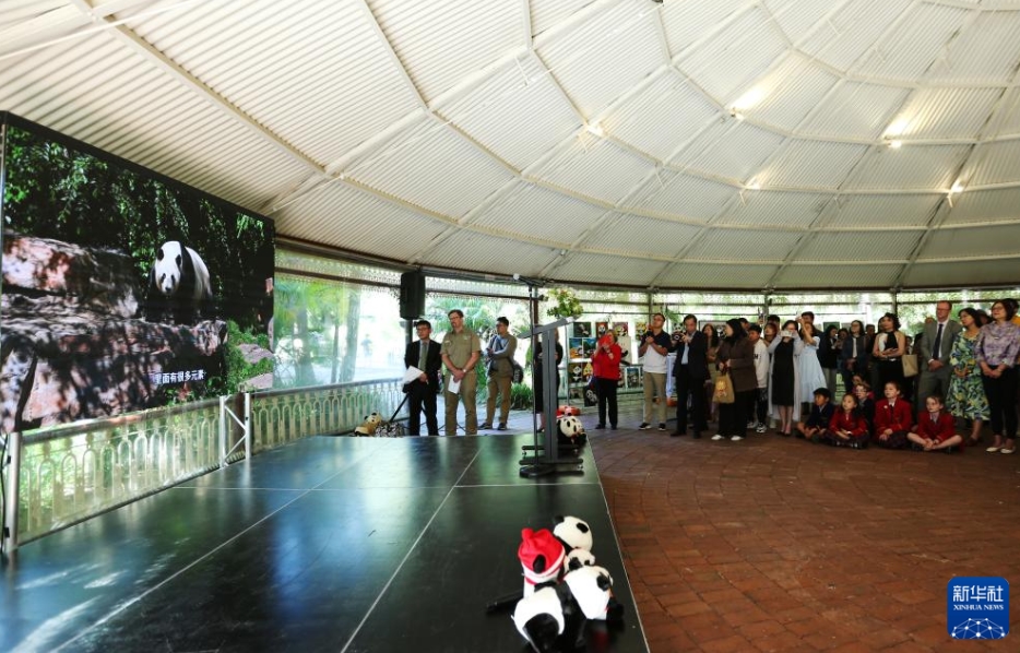 アデレード動物園で行われた送別イベントで「網網」と「福妮」の映像を見る参加者（11月14日撮影・馬平）