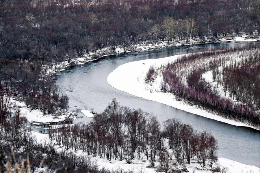 雪化粧した幻想的な額爾古納湿地　内蒙古