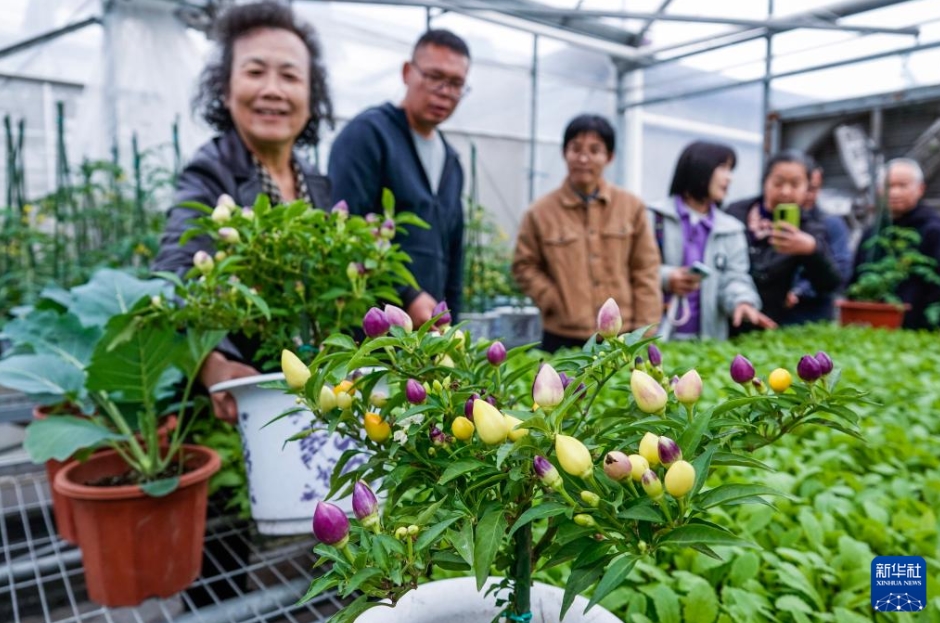 都市農業におけるトレンド「ベランダ菜園」　浙江省杭州