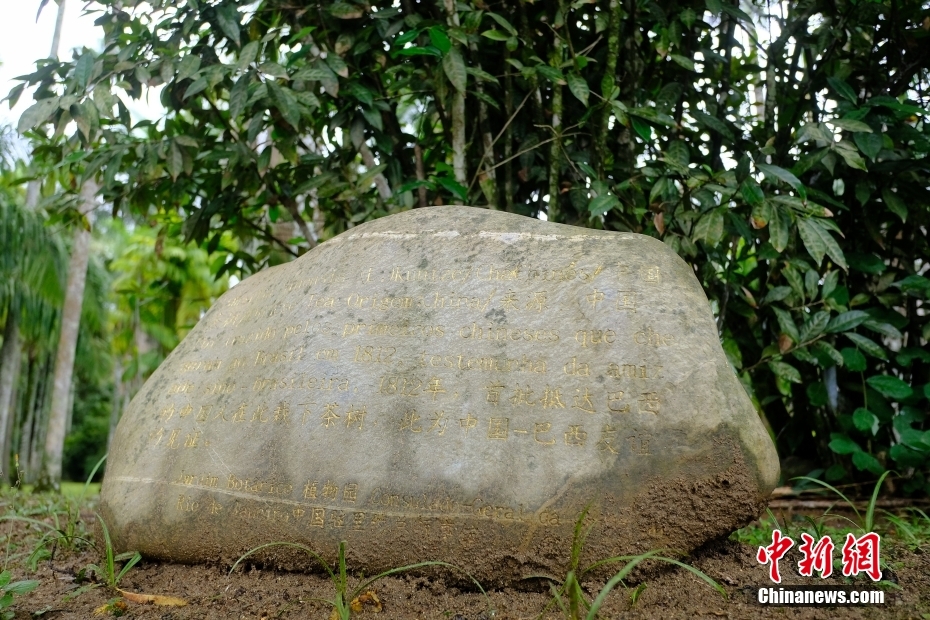 ブラジルのリオデジャネイロで「出会った」中国茶