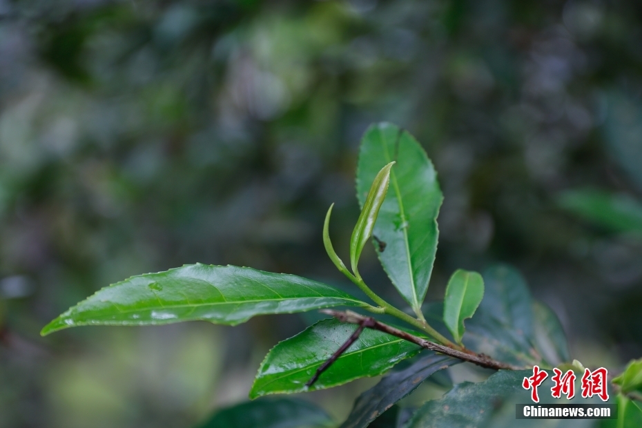 ブラジルのリオデジャネイロで「出会った」中国茶