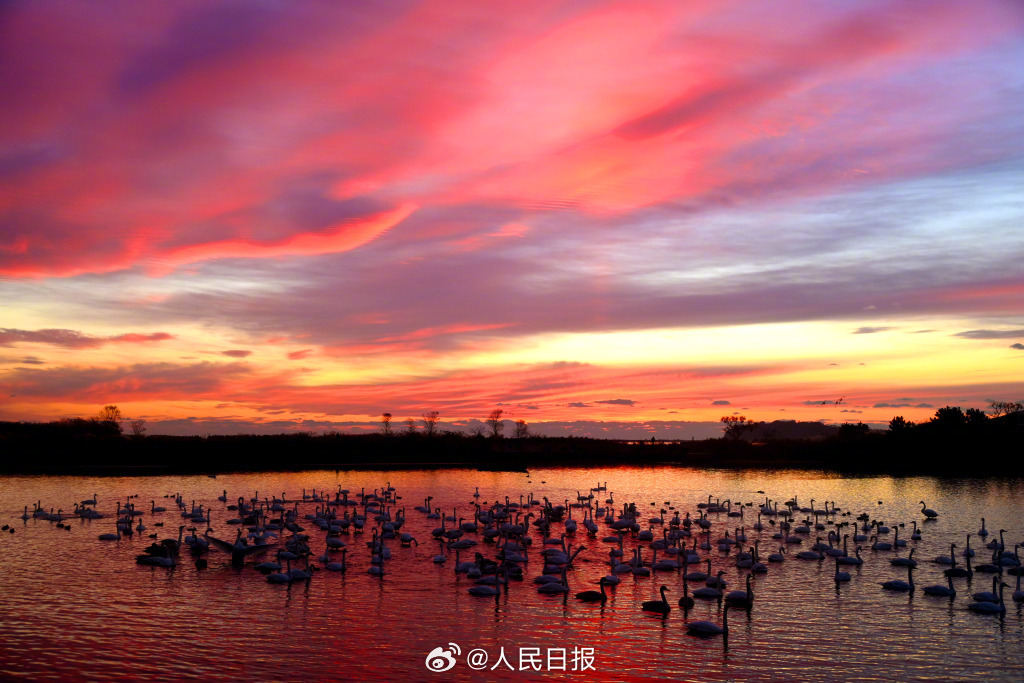 朝日に照らされたロマンチックな白鳥の湖　山東省