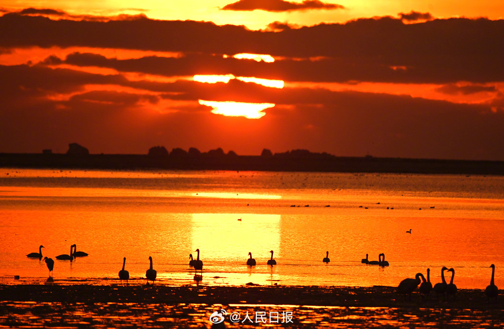 朝日に照らされたロマンチックな白鳥の湖　山東省