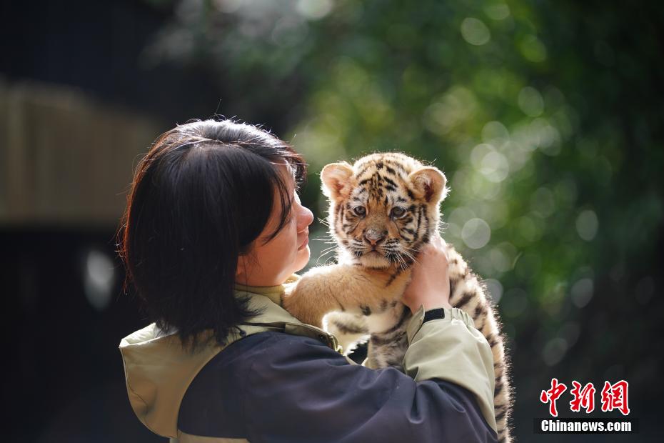 アムールトラの赤ちゃん11頭が一斉公開　雲南省昆明