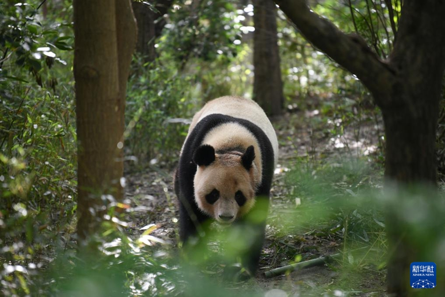 成都ジャイアントパンダ繁殖研究基地の屋外で遊ぶオスのジャイアントパンダ「圓夢（ユエンモン）」。「圓夢」は2017年8月4日に仏ボーバル動物園で誕生（4月21日撮影・胥氷潔）。