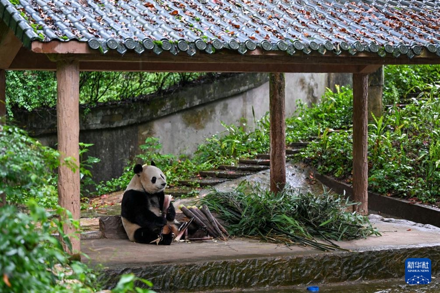 中国ジャイアントパンダ保護研究センター雅安碧峰峡基地で、タケノコを食べるオスのジャイアントパンダ「美生（メイシャン）」。「美生」は、2003年8月19日に米サンディエゴ動物園で誕生（6月26日撮影・胥氷潔）。