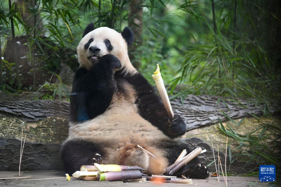 中国ジャイアントパンダ保護研究センター雅安碧峰峡基地で、タケノコを食べるメスのジャイアントパンダ「香香（シャンシャン）」。「香香」は2017年6月12日に日本の上野動物園で誕生（6月12日撮影・胥氷潔）。