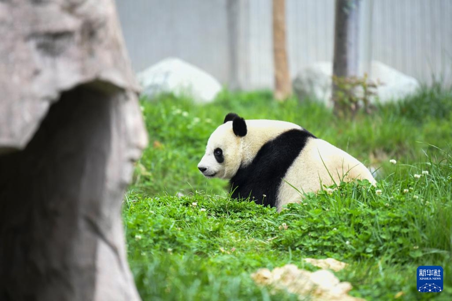 中国ジャイアントパンダ保護研究センター臥竜神樹坪基地の屋外で休憩するメスのジャイアントパンダ「昇誼（シェンイー）」。「昇誼」は2021年5月31日にマレーシア国立動物園で誕生（4月16日撮影・胥氷潔）。