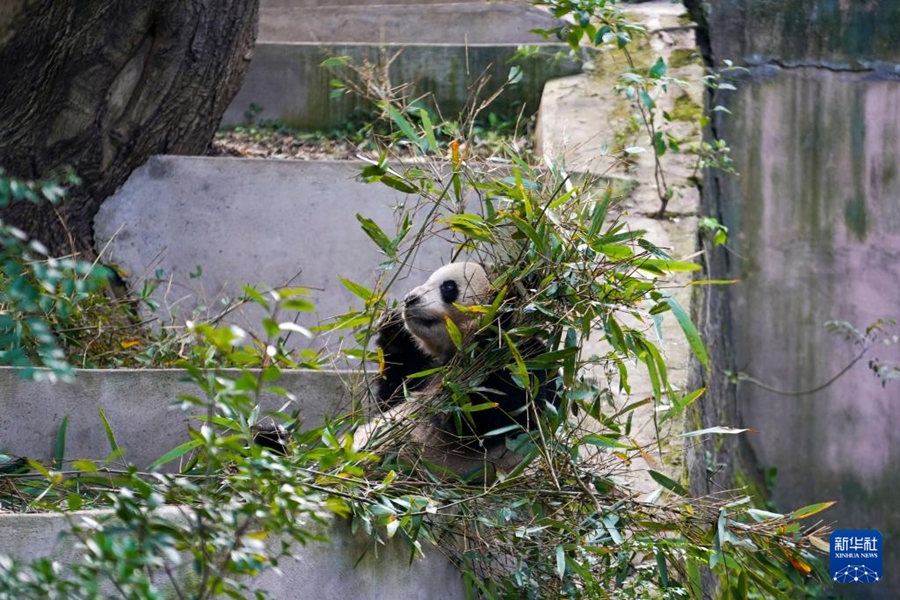 成都ジャイアントパンダ繁殖研究基地で、竹を食べるオスのジャイアントパンダ「夢想（ムンシャン）」。「夢想」は2019年9月1日に独ベルリン動物園で誕生（11月21日撮影・胥氷潔）。