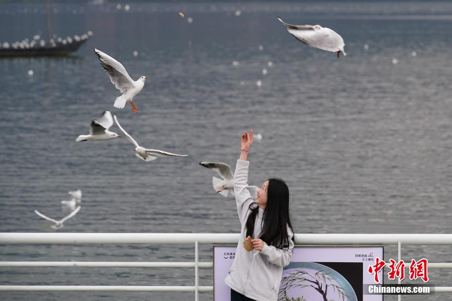 ユリカモメの群れが飛来し、賑わう昆明市の滇池　雲南省