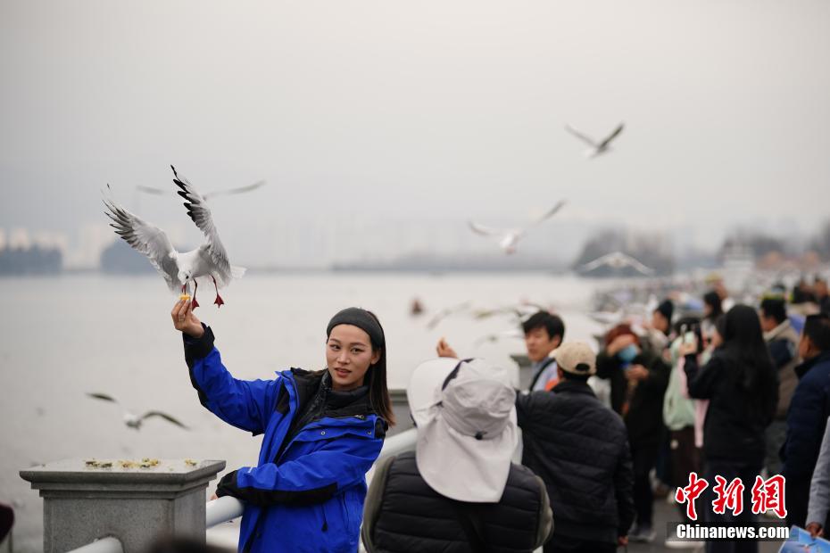 ユリカモメの群れが飛来し、賑わう昆明市の滇池　雲南省