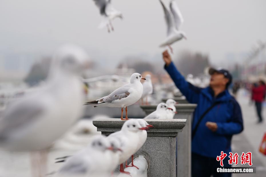 ユリカモメの群れが飛来し、賑わう昆明市の滇池　雲南省