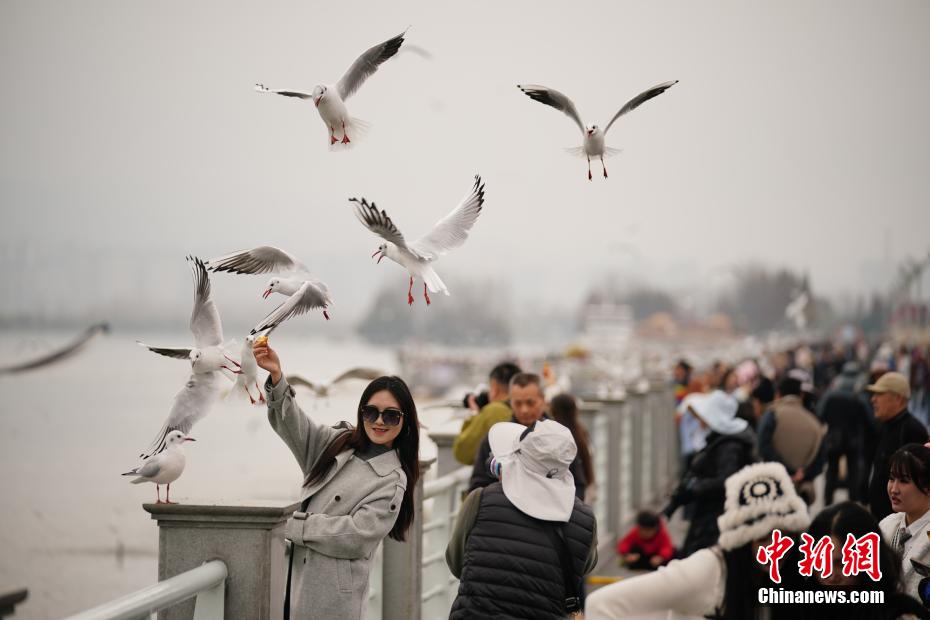 ユリカモメの群れが飛来し、賑わう昆明市の滇池　雲南省