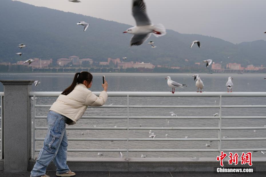 ユリカモメの群れが飛来し、賑わう昆明市の滇池　雲南省