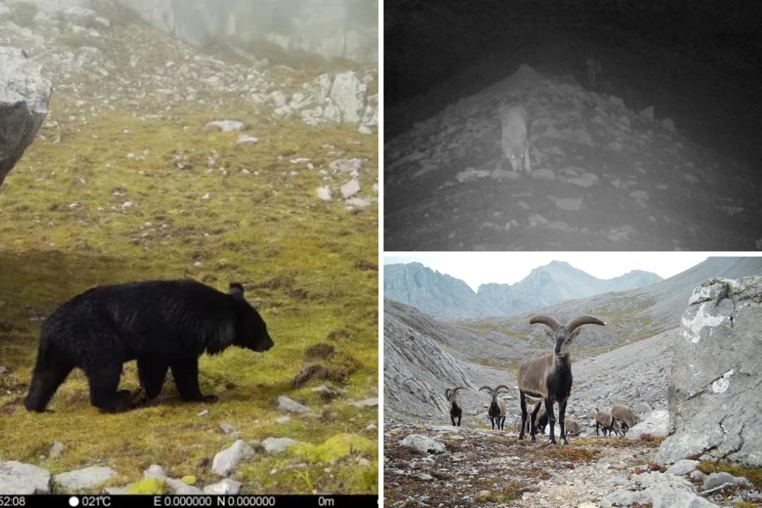 赤外線カメラが撮影した様々な野生動物（画像提供・九寨溝管理局）。