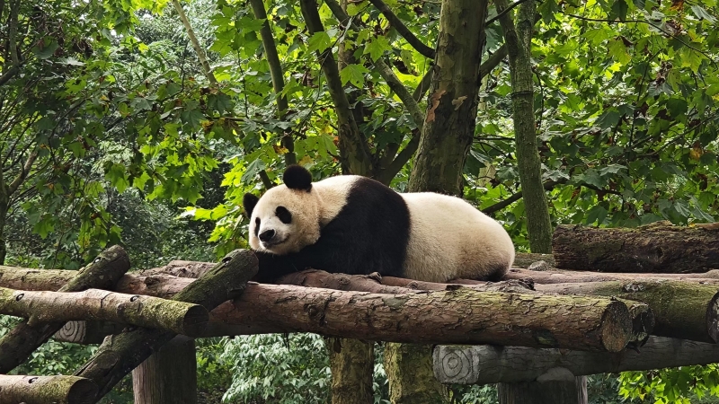 四川省で撮影したパンダ。（資料写真、撮影・趙雯博）